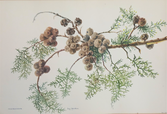 Suz Zurcher original watercolour artwork on artist paper depicting Monterey cypress cones among delicate feathery green foliage