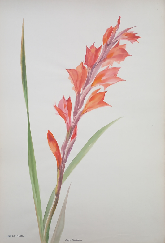Suz Zurcher original watercolour artwork on artist paper depicting an orange gladiolus flower spike with long green leaves