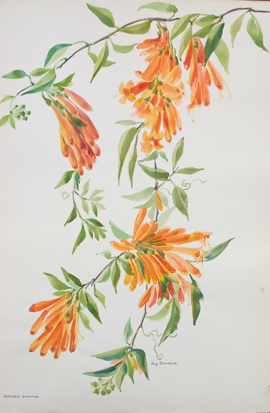 Suz Zurcher original watercolour artwork on artist paper depicting cascading orange trumpet vine flowers with delicate green leaves