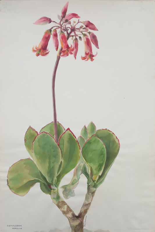 Suz Zurcher original watercolour artwork on artist paper depicting pig’s ear cotyledon with fleshy green leaves and hanging pink flowers