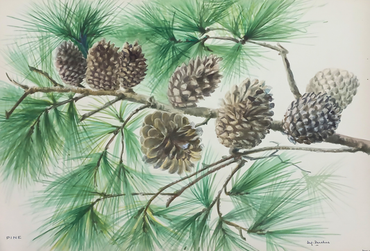 Suz Zurcher original watercolour artwork on artist paper depicting pine cones and long green needles on natural branches