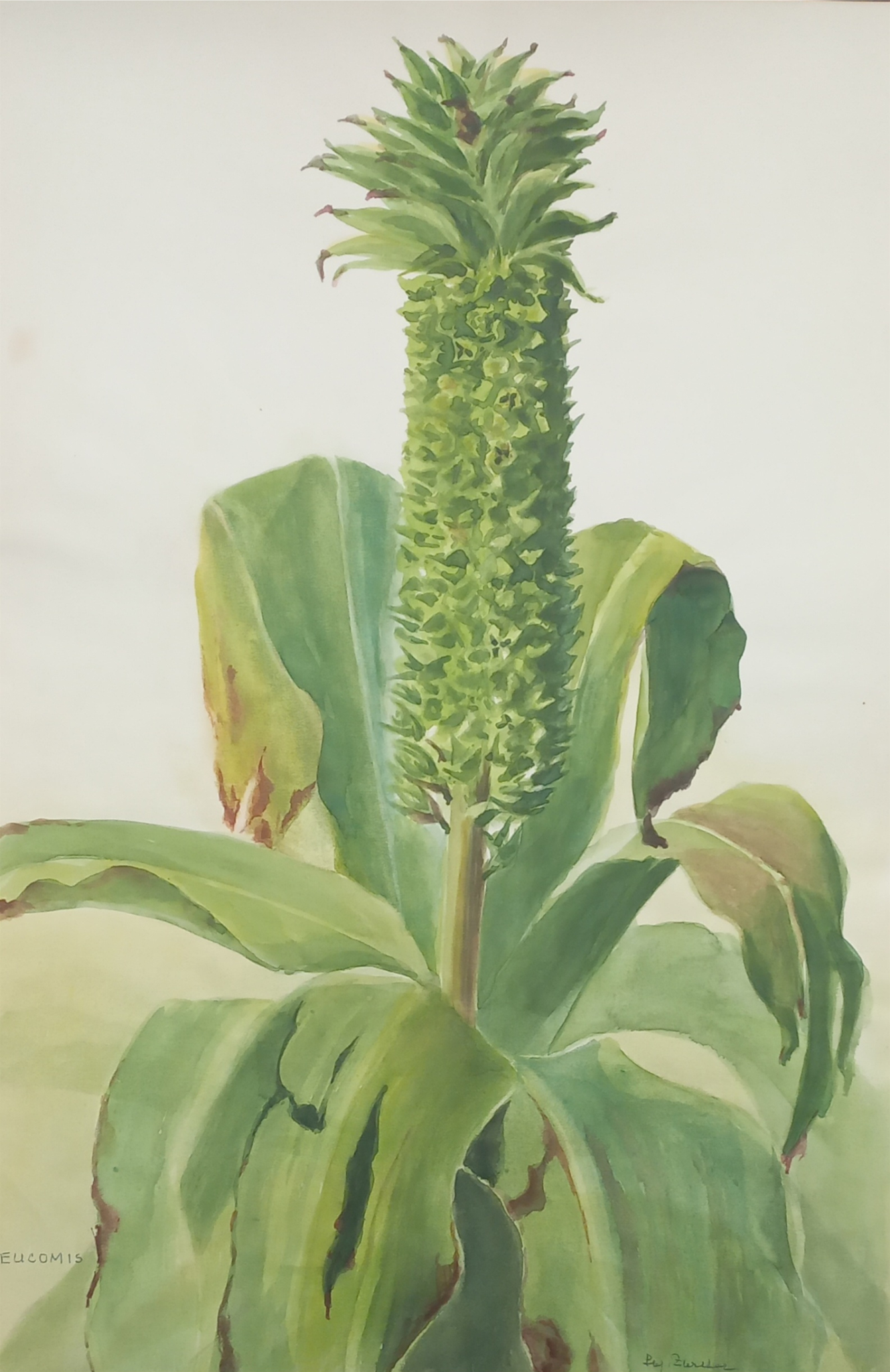 Suz Zurcher original watercolour artwork on artist paper depicting a pineapple lily with a textured green flower spike and broad leaves