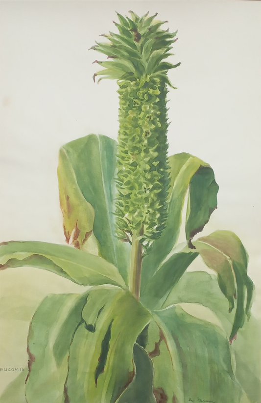Suz Zurcher original watercolour artwork on artist paper depicting a pineapple lily with a textured green flower spike and broad leaves