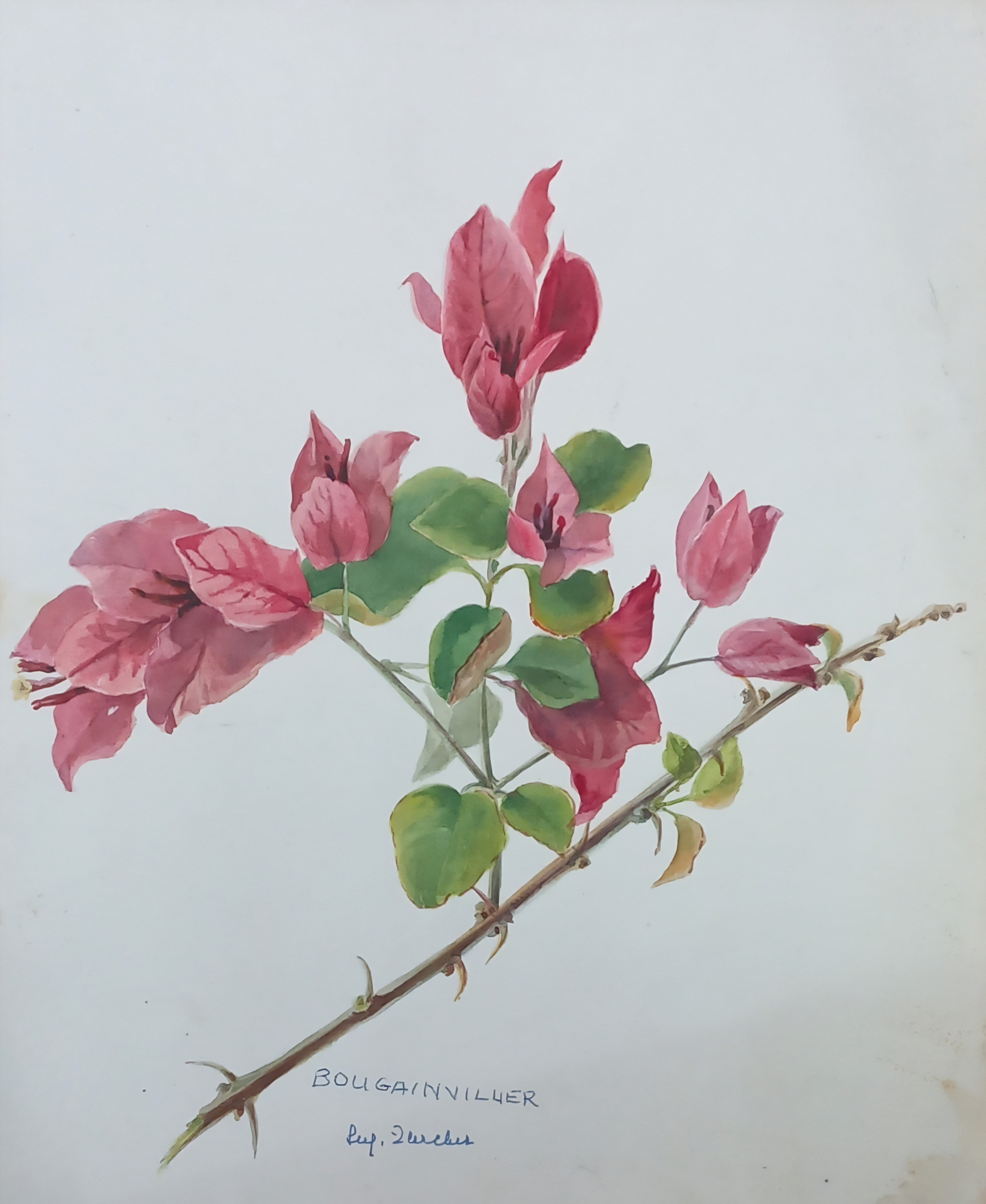 Suz Zurcher original watercolour artwork on artist paper depicting a pink bougainvillea branch with green leaves and delicate thorns