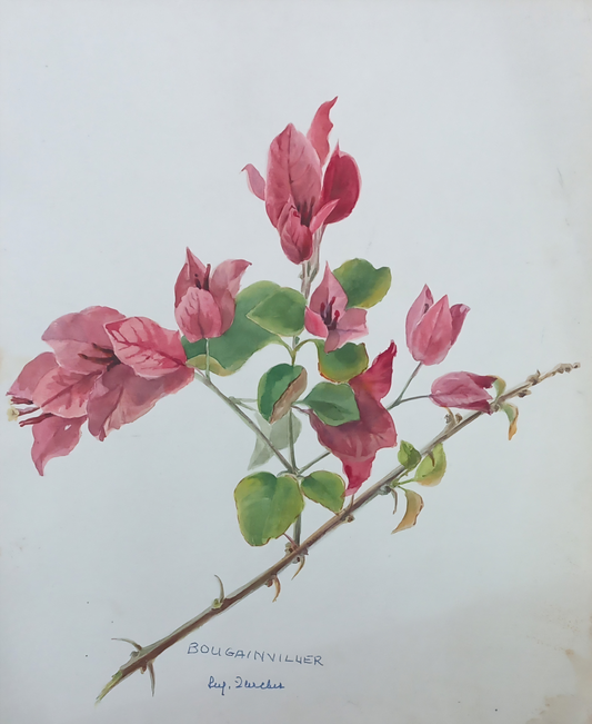 Suz Zurcher original watercolour artwork on artist paper depicting a pink bougainvillea branch with green leaves and delicate thorns
