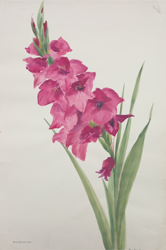 Suz Zurcher original watercolour artwork on artist paper depicting a tall pink gladiolus with layered flowers and slender green leaves