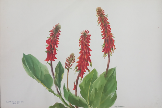Suz Zurcher original watercolour artwork on artist paper depicting a ploughbreaker coral tree with red flower spikes and broad green leaves
