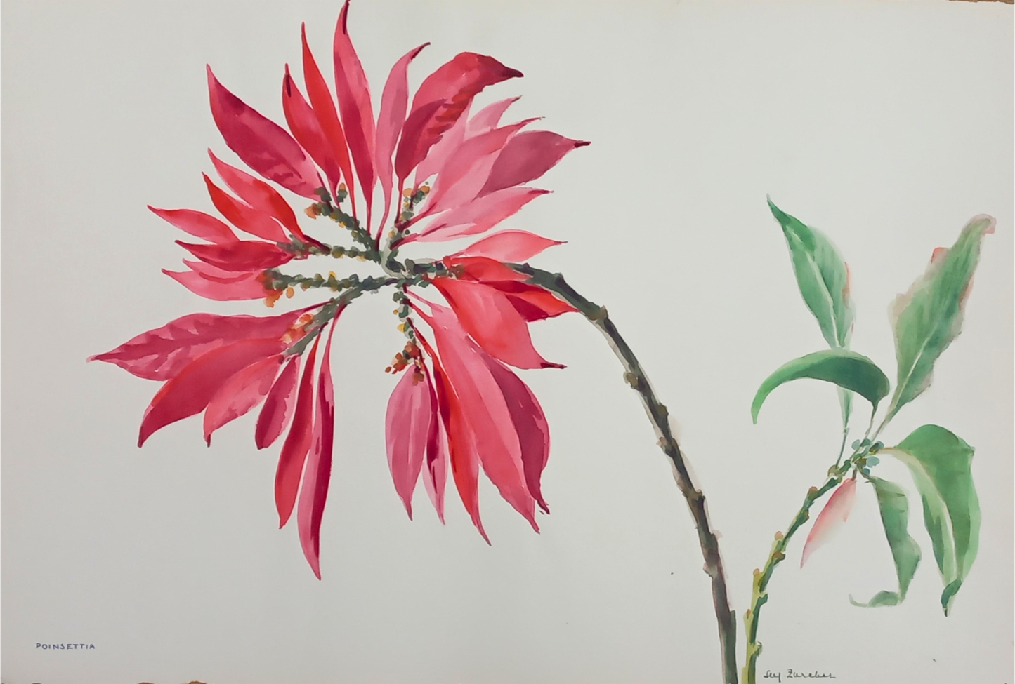 Suz Zurcher original watercolour artwork on artist paper depicting a vivid red poinsettia bloom on a curved branch with green leaves