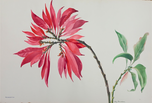 Suz Zurcher original watercolour artwork on artist paper depicting a vivid red poinsettia bloom on a curved branch with green leaves
