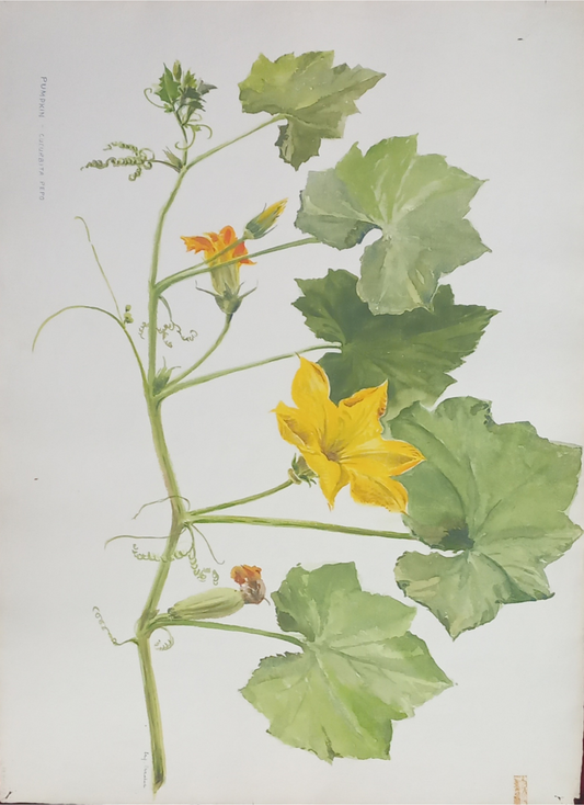 Suz Zurcher original watercolour artwork on artist paper depicting a pumpkin vine with broad leaves, yellow flowers and curling tendrils