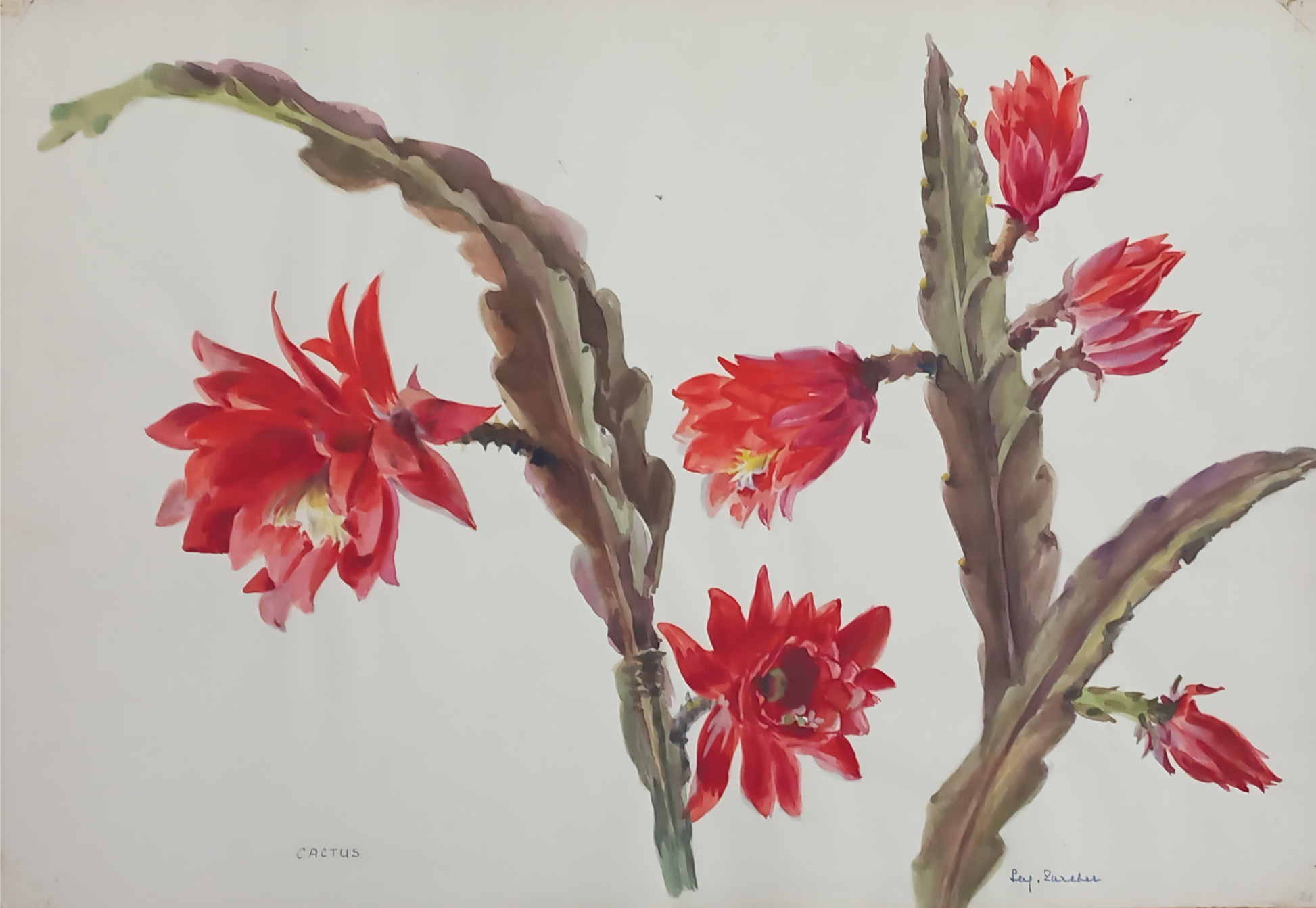 Suz Zurcher original watercolour artwork on artist paper depicting vivid red cactus flowers on sculptural segmented stems