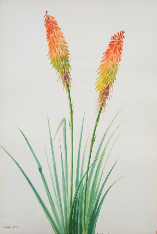 Suz Zurcher original watercolour artwork on artist paper depicting red-hot poker blooms above slender green leaves