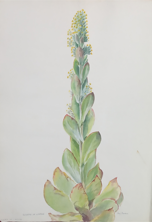 Suz Zurcher original watercolour artwork on artist paper depicting Sesepa sa linoha with layered green leaves and a tall central stem