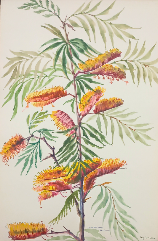 Suz Zurcher original watercolour artwork on artist paper depicting silver oak grevillea with orange flower clusters and delicate green foliage