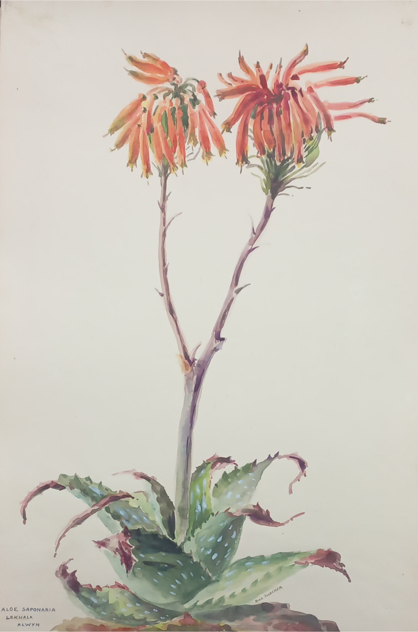 Suz Zurcher original watercolour artwork on artist paper depicting a soap aloe rosette with spotted leaves and coral flower stems