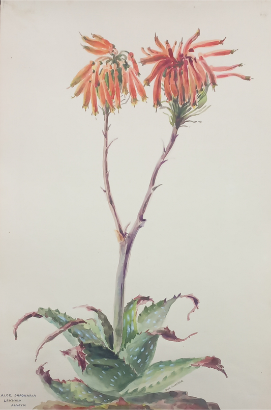 Suz Zurcher original watercolour artwork on artist paper depicting a soap aloe rosette with spotted leaves and coral flower stems