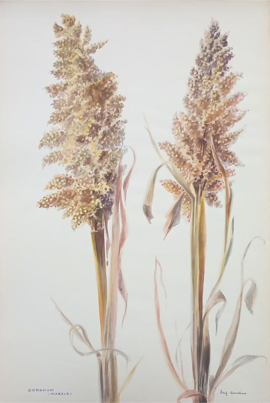 Suz Zurcher original watercolour artwork on artist paper depicting tall sorghum plants with dense seed heads and dry natural leaves