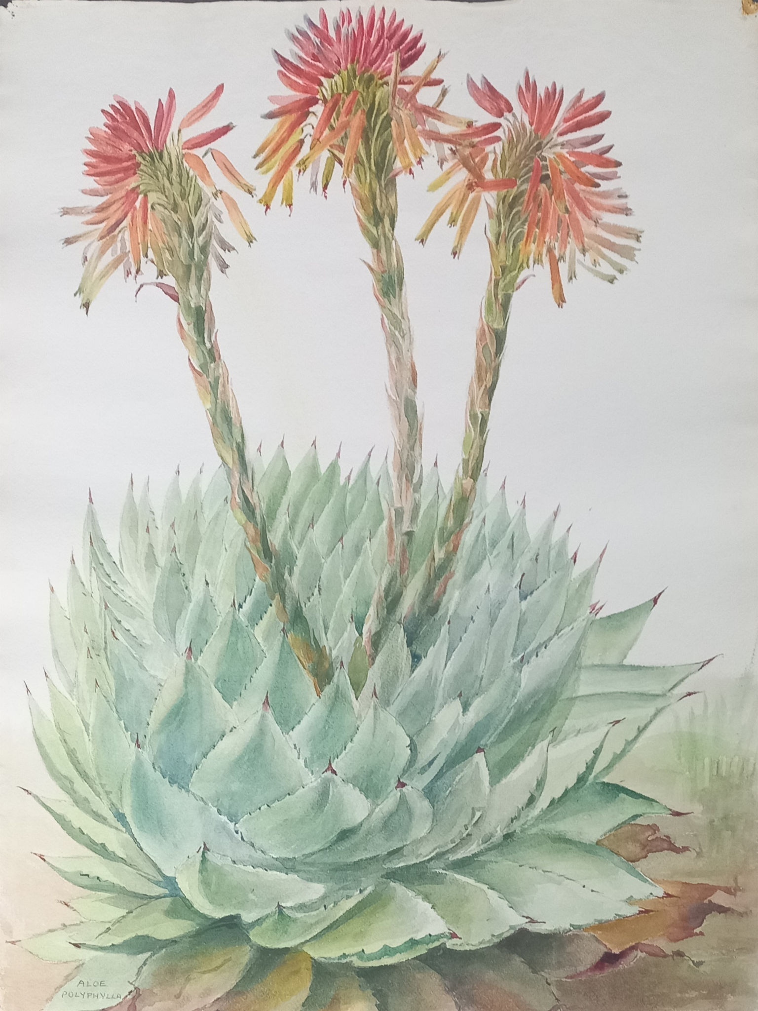 Suz Zurcher original watercolour artwork on artist paper depicting a spiral aloe with layered blue-green leaves and coral flower stems