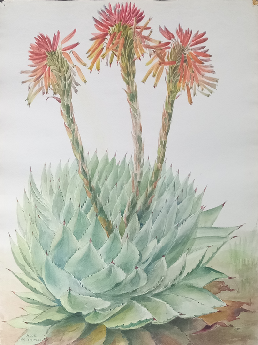 Suz Zurcher original watercolour artwork on artist paper depicting a spiral aloe with layered blue-green leaves and coral flower stems