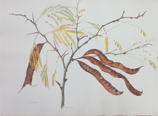 Suz Zurcher original watercolour artwork on artist paper depicting sweet thorn branches with curved brown seed pods and fine leaves