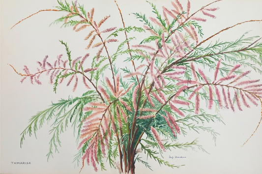 Suz Zurcher original watercolour artwork on artist paper depicting tamarisk branches with feathery green foliage and soft pink flowers