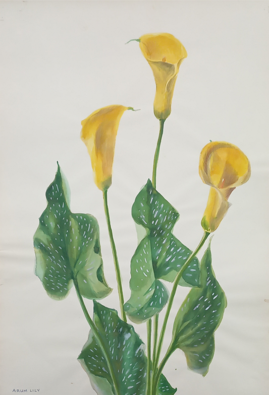 Suz Zurcher original watercolour artwork on artist paper depicting white arum lilies with golden centres and broad green leaves