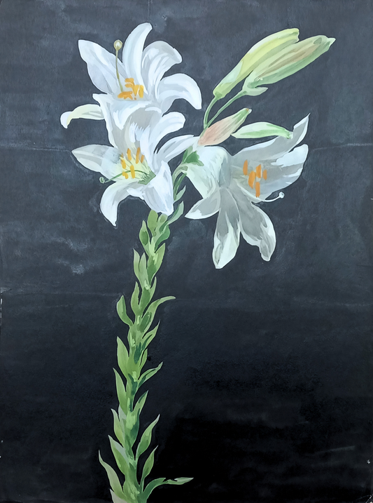Suz Zurcher original watercolour artwork on artist paper depicting white lilies and unopened buds against a dark background