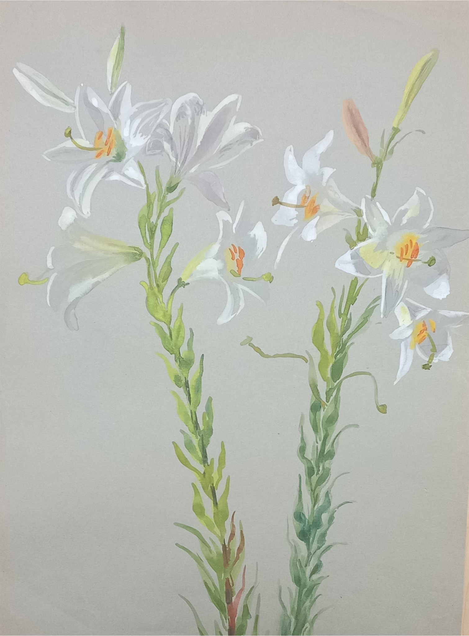 Suz Zurcher original watercolour artwork on artist paper depicting tall white lily stems with open flowers and unopened buds
