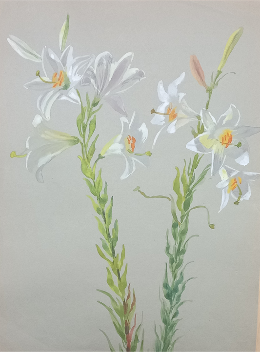 Suz Zurcher original watercolour artwork on artist paper depicting tall white lily stems with open flowers and unopened buds