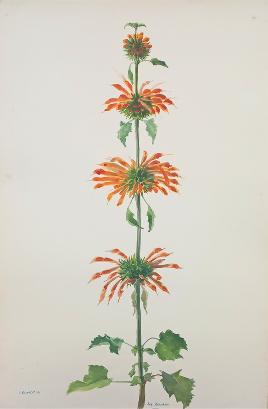 Suz Zurcher original watercolour artwork on artist paper depicting wild dagga with tiered orange flowers and rich green leaves