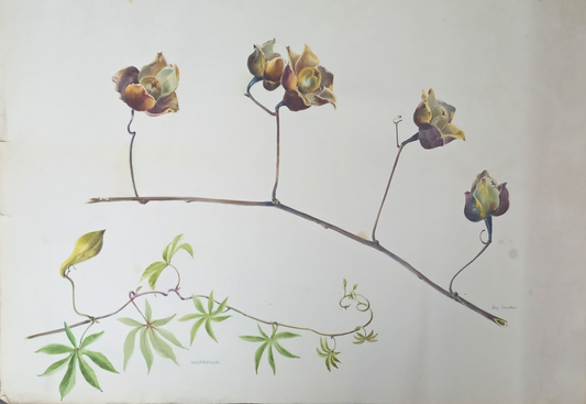Suz Zurcher original watercolour artwork on artist paper depicting woodrose seed pods on a slender vine with green leaves and tendrils