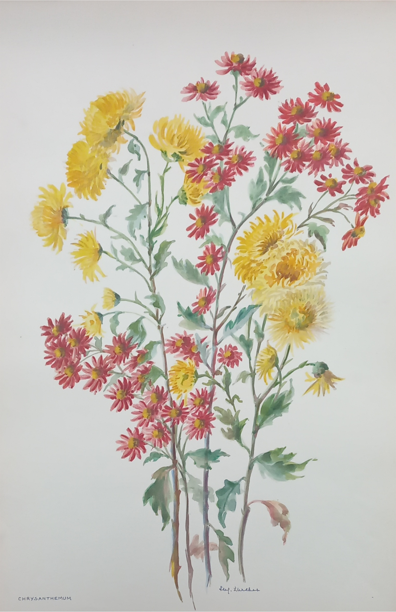 Suz Zurcher original watercolour artwork on artist paper depicting yellow and pink chrysanthemums on elegant green stems