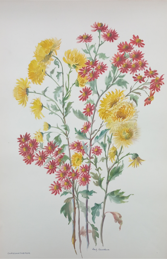 Suz Zurcher original watercolour artwork on artist paper depicting yellow and pink chrysanthemums on elegant green stems