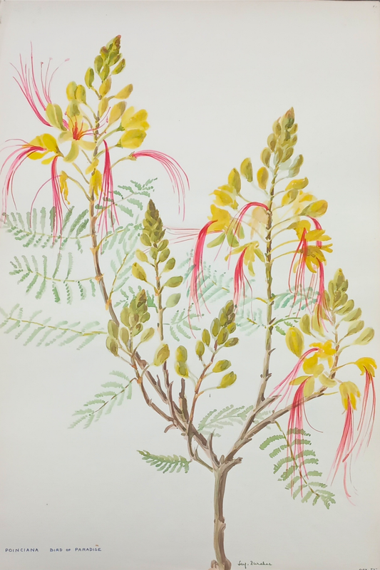 Suz Zurcher original watercolour artwork on artist paper depicting yellow bird of paradise flowers with long red stamens and delicate green leaves