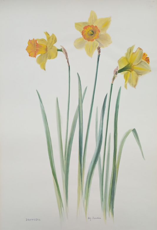 Suz Zurcher original watercolour artwork on artist paper depicting yellow daffodils with trumpet-shaped centres and slender green leaves
