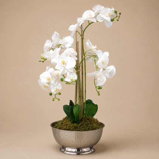White Orchid Arrangement Silver Bowl photographed on a warm beige studio background